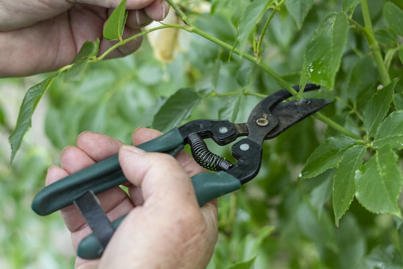 Heckenschnitt mit Gartenschere